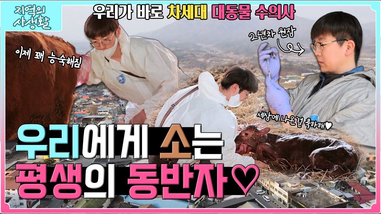 [지역의 사생활] 풀버전 | 대동물 수의사?🐂🐖 이젠 우리에게 맡기세요! | KBS 230414