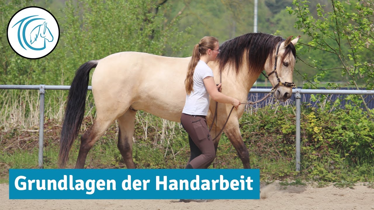 Grundlagen der Handarbeit erklärt - So startest du mit deinem Pferd in die klassische Handarbeit