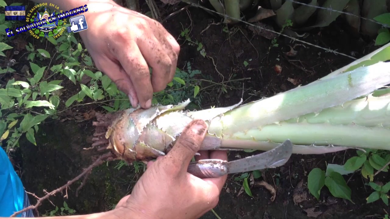 Los piñicos de El Salvador
