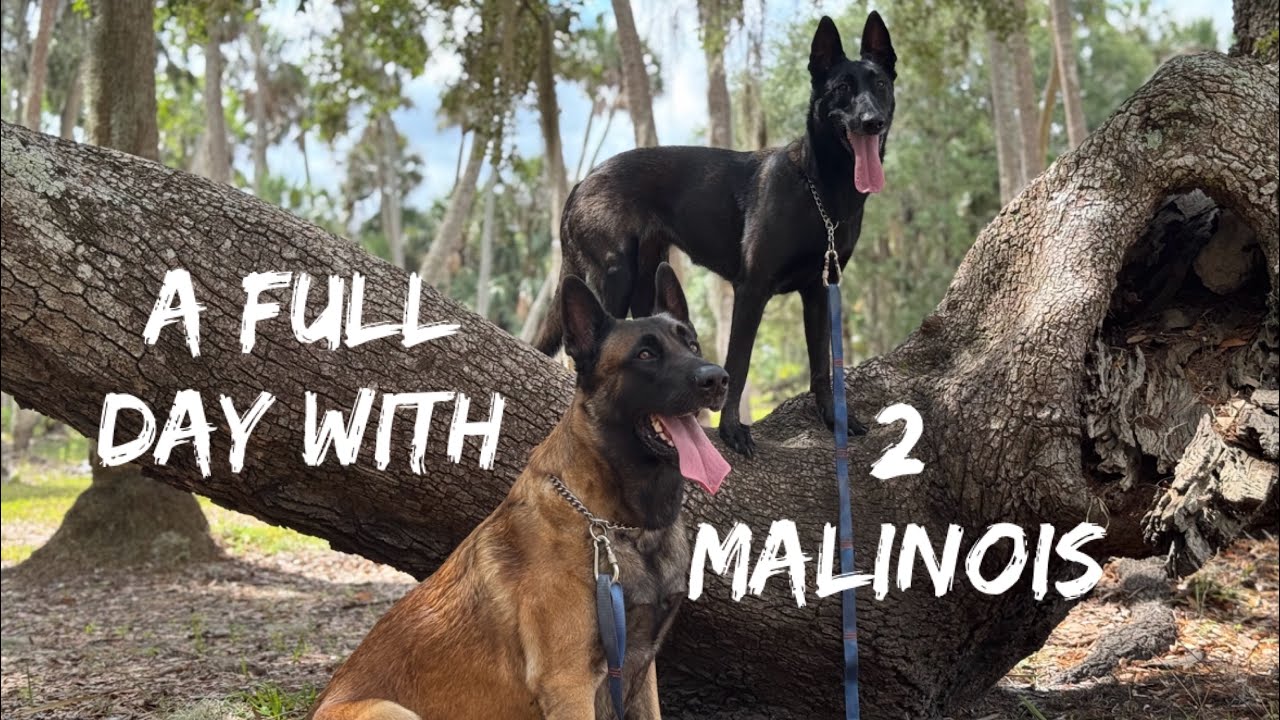 A Full Day With Two Malinois #belgianmalinois #doglover #dogmom