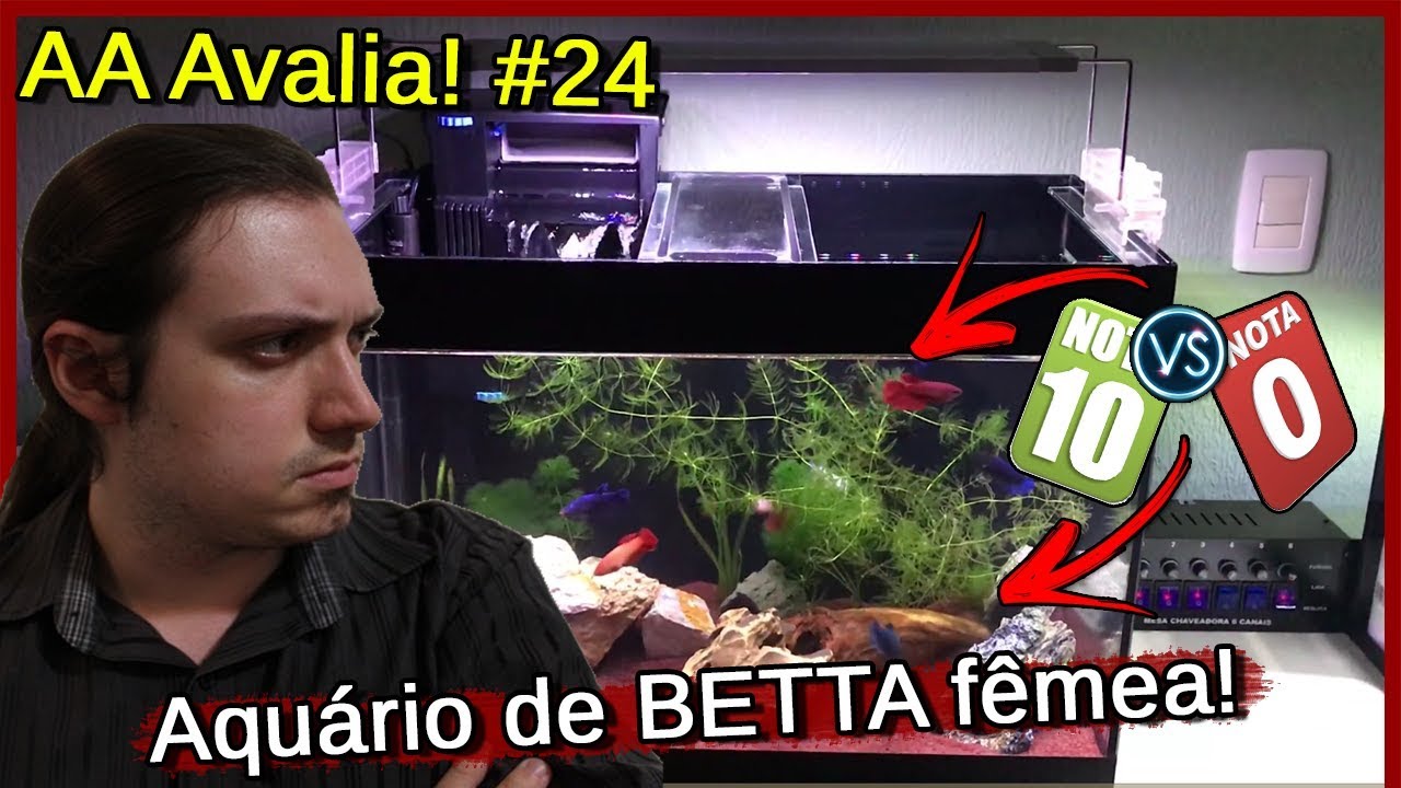 Avaliei um Aquário de BETTA fêmea! - AA Avalia #24