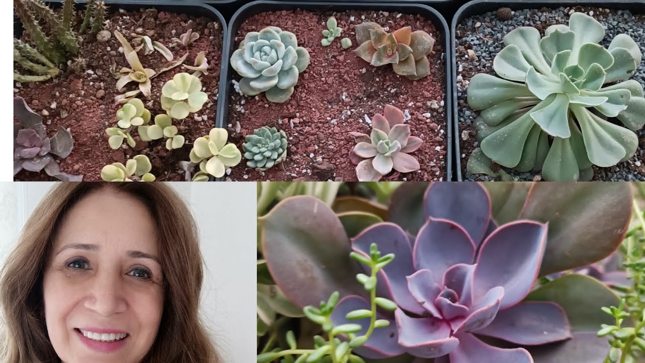 yeni başlayanlar için! Toprağından dikimine kadar Sukulent Nasıl Yetiştirilir #succulentgrowing