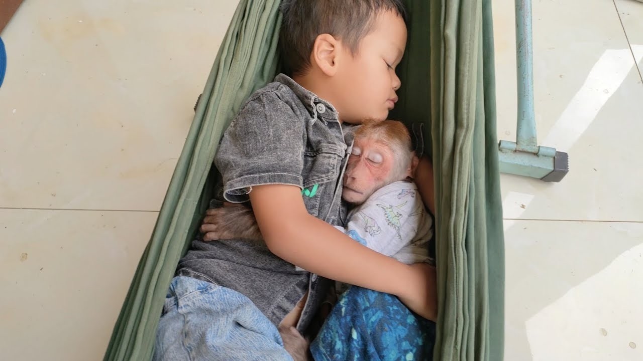 Monkey Kuku hugs his brother to sleep so cute