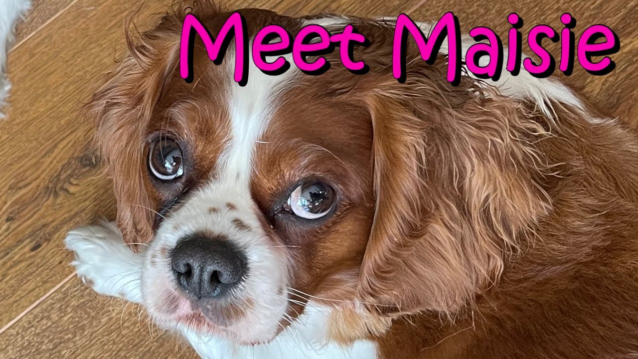Meet Maisie our 2nd family dog CKCS