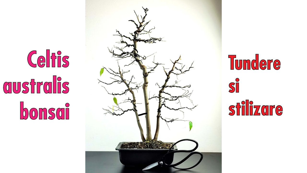 01. Workshop stilizare bonsai ✂️ Celtis australis - tundere si legare cu sarma