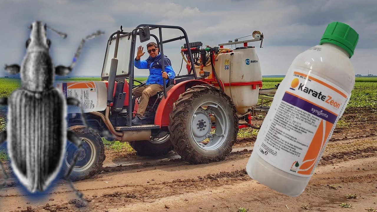 Jurnal de cultura S21E04: Tanymecus dilaticollis Rotatie Porumb Floarea-soarelui Ratisoara #agro