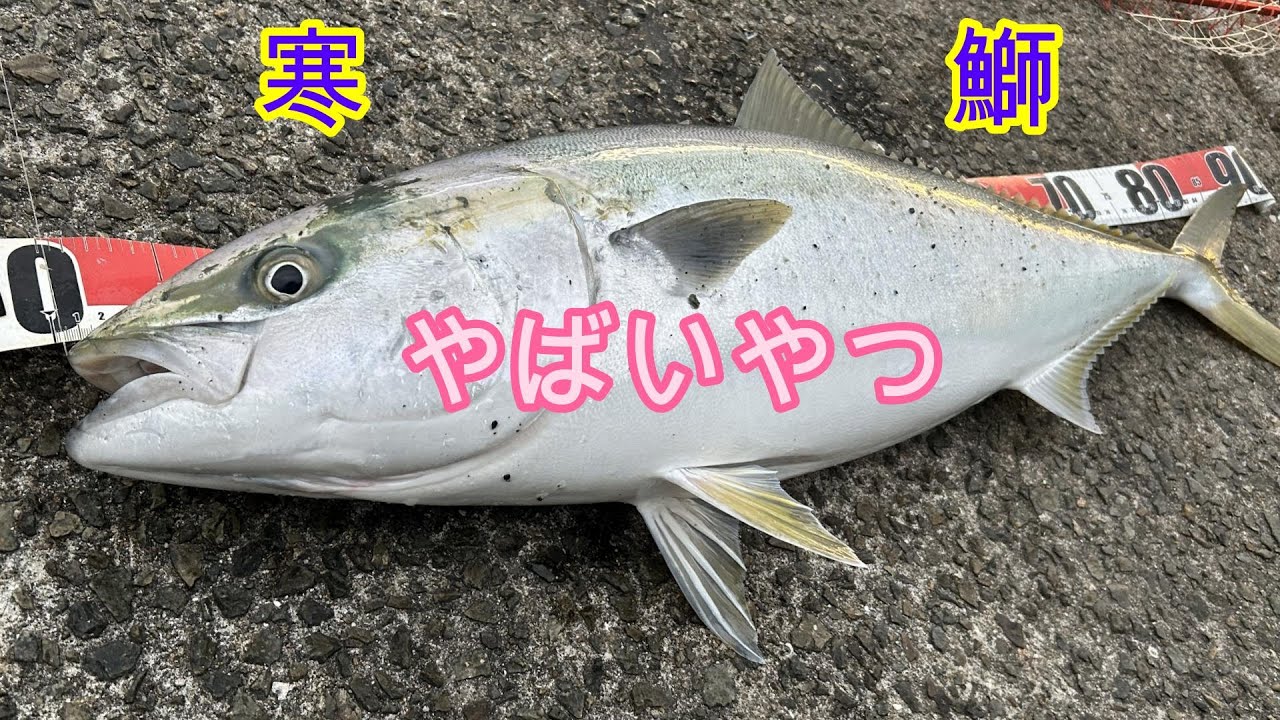 【泳がせ釣り】堤防、寒ブリも高級魚も釣れるってありえへん！奇跡