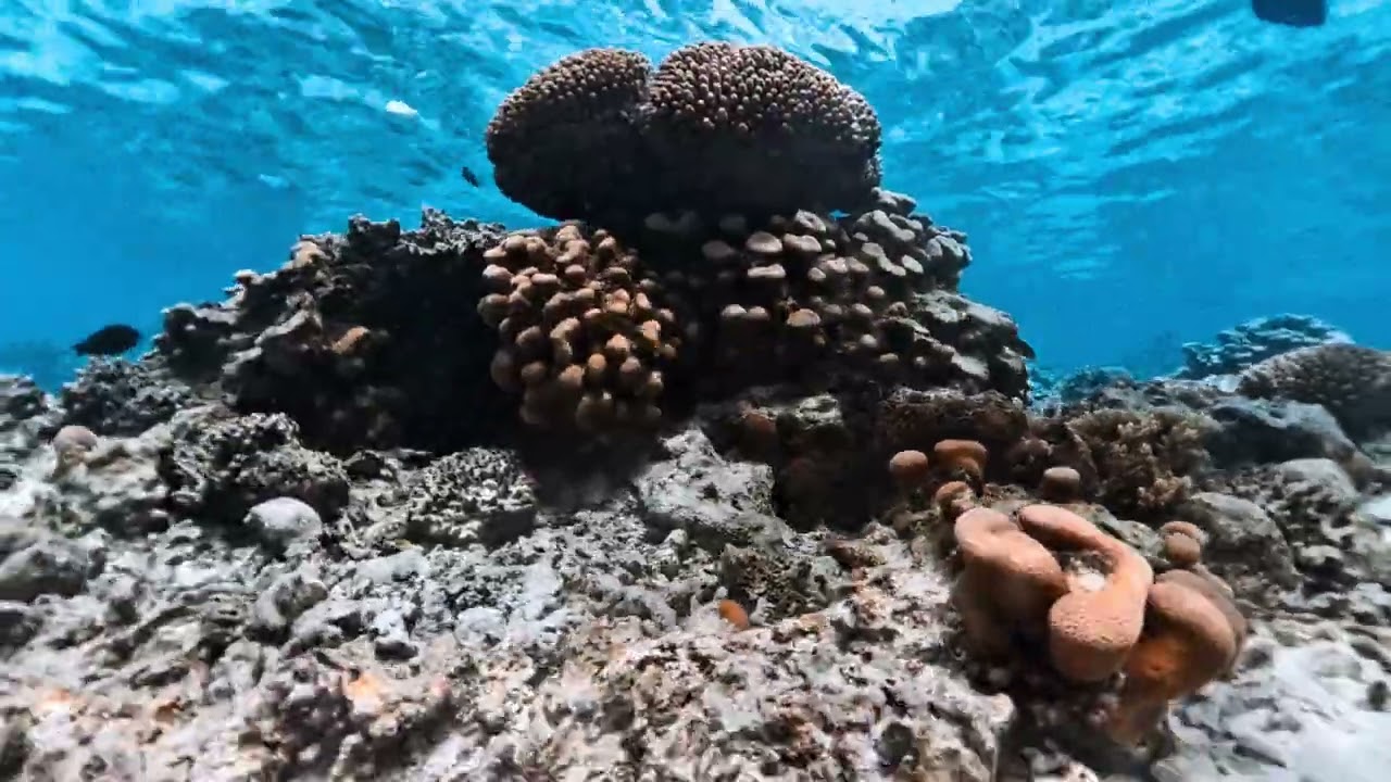 Fruits of Rarotonga 2026