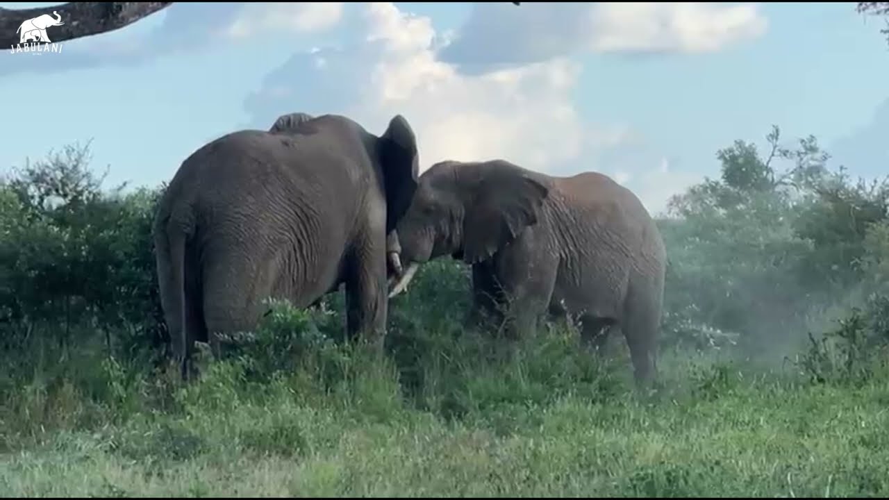Jabulani vs a Wild Bull | A Tense Afternoon in the Bush