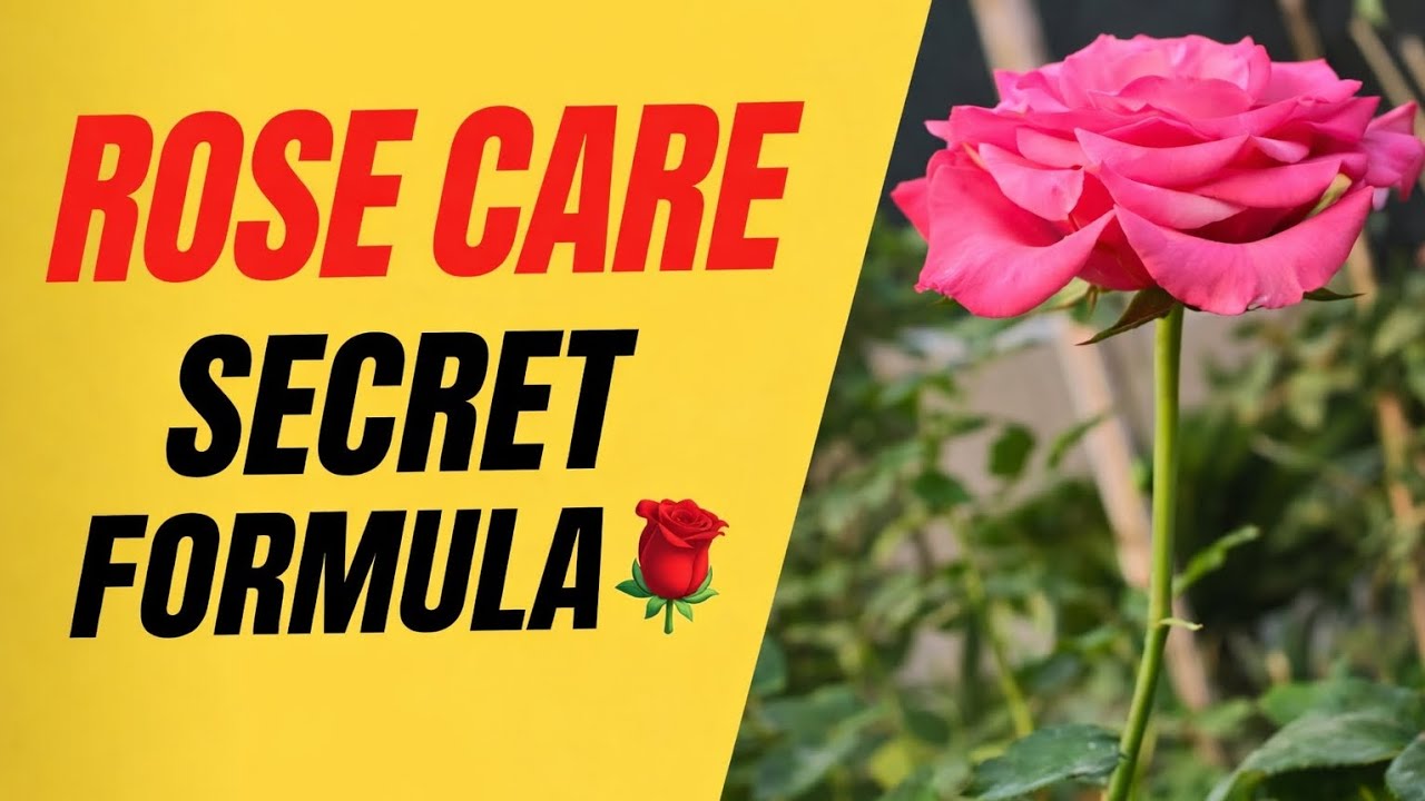 Rose Care Secret Formula 🌹 | How To Get More Flowers On Roses | Complete Growing Guide
