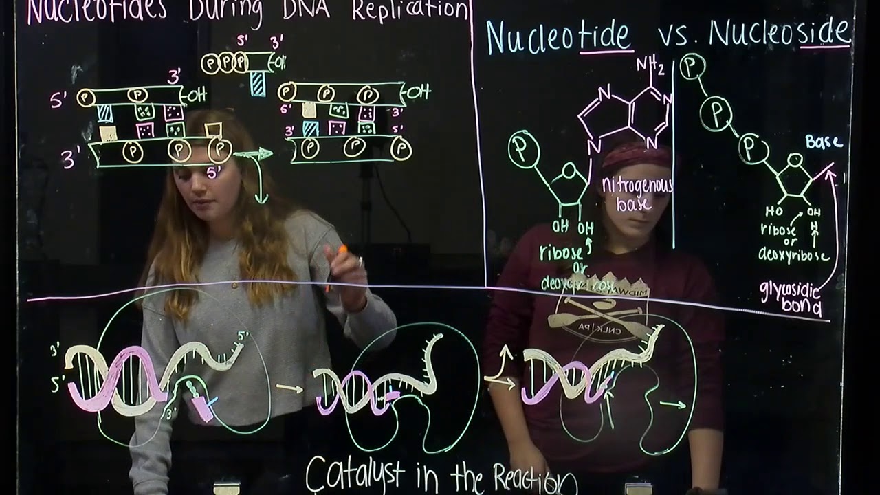 How Nucleoside Triphosphates Provide Energy for DNA Replication (BIOS 041)