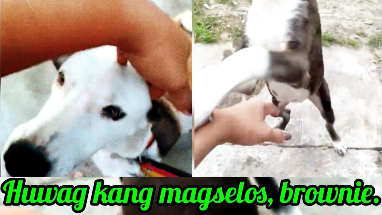 Huwag Kang magselos, brownie. @Pinoykatvofficial 
