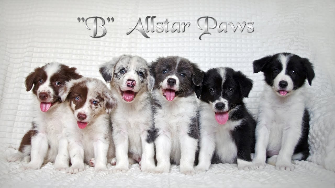 ♡ Justy X Joy puppies - 5-8 weeks ♡ 