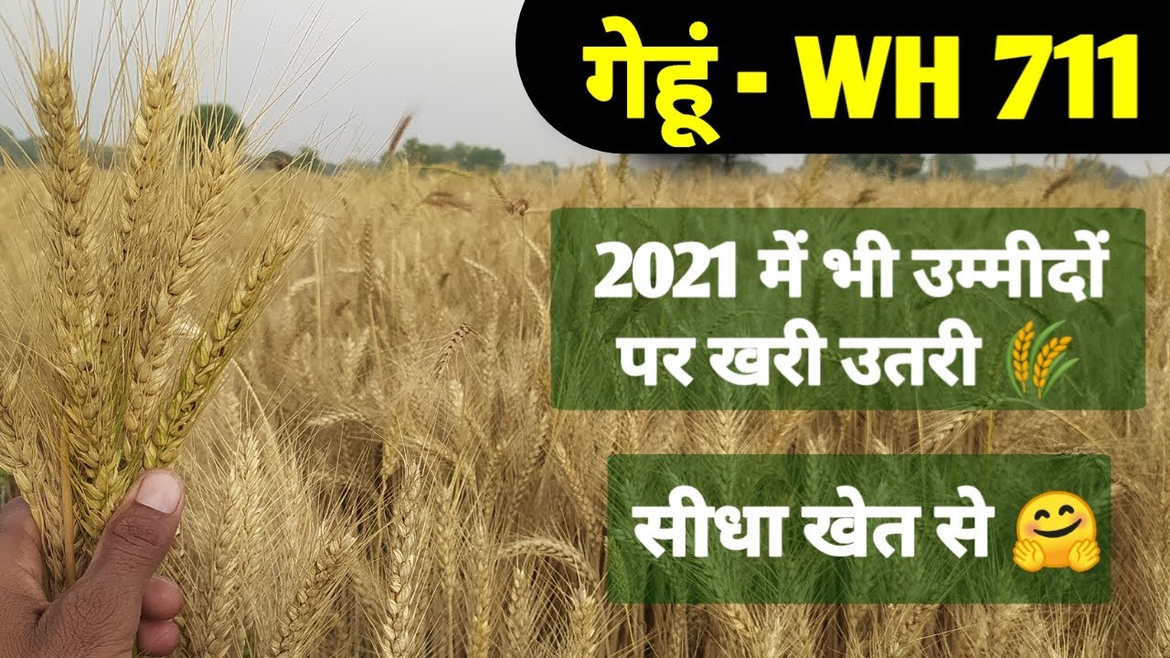 गेहूं की सदाबहार वैरायटी WH 711 की खास बातें | क्यों बनी किसानों की पहली पसंद | देखिए सीधा खेत से 🌾