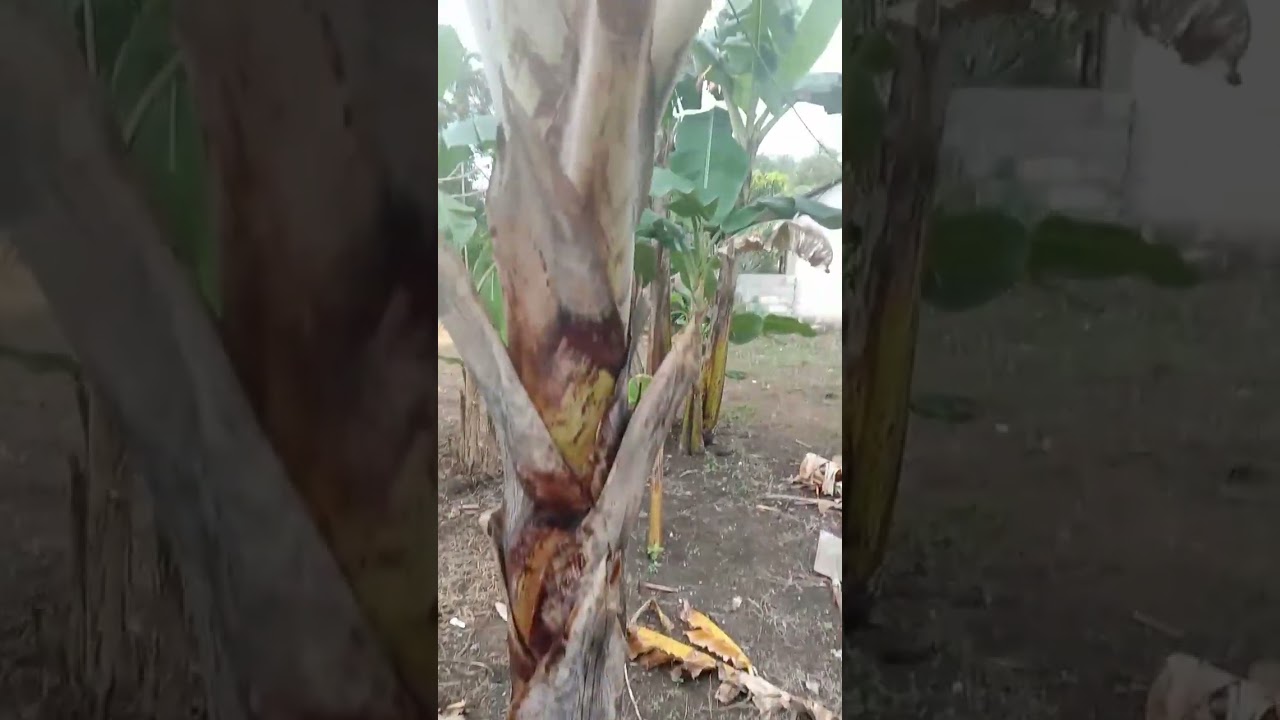 Fokus pada pisang kepok saja.cuan lebih jelas.