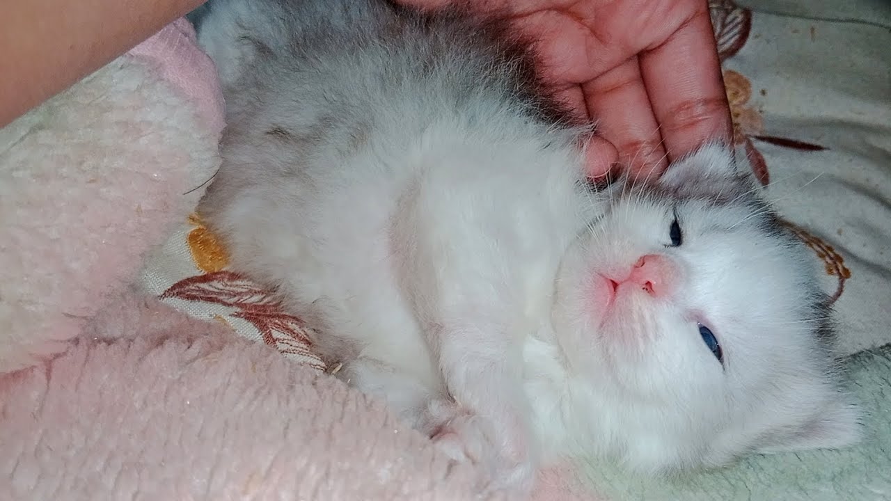 Persian kittens triple coat #love #catvideooftheday #funnycatvideos #cat #kittensofinstagram #kitten