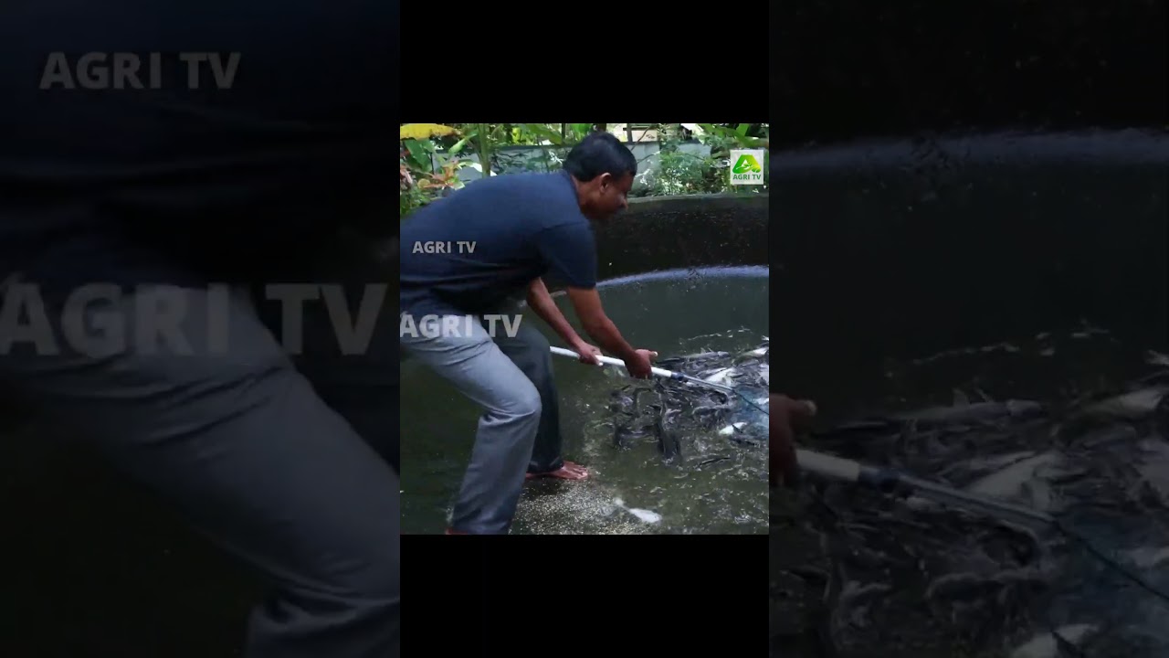 അടുക്കള വേസ്റ്റ് ഇനി ഈസിയായി സംസ്കരിക്കാം, ഒപ്പം ഒരു രൂപ പോലും ചെലവില്ലാതെ മീനും വളർത്താം