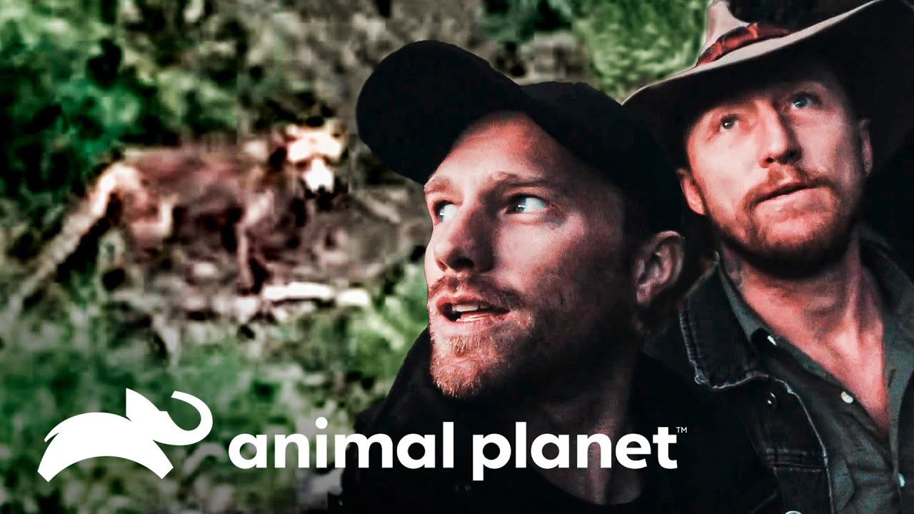 ¿El animal que Damian y Matt buscan podría ser un Tigre de Tasmania? | Leyendas Salvajes