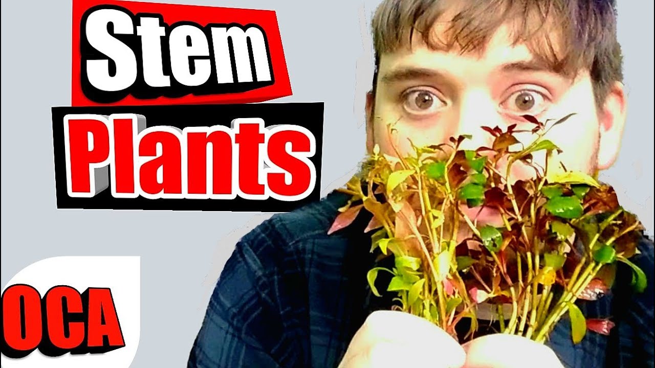 Ludwigia Repens: HOW TO PLANT