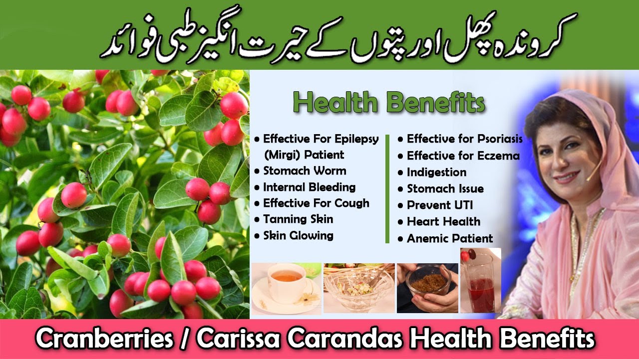 KARONDA CRANBERRIES HEALTH BENEFITS | CARISSA CARANDAS | KARONDA BERRY & LEAF REMEDY BY DR. BILQUIS