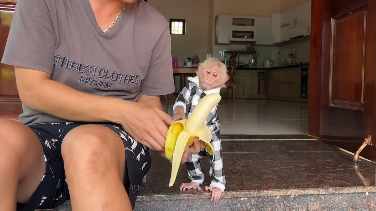 Monkey Luk is sad when can't find the banana bunch