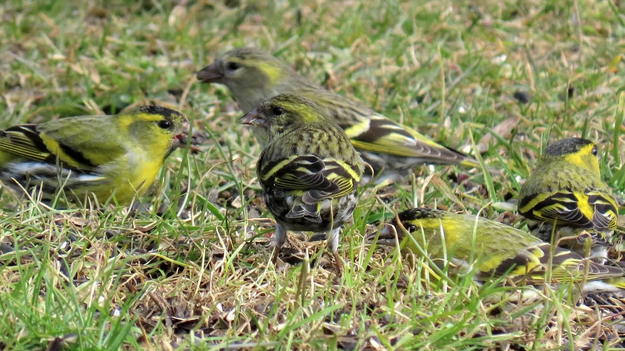 1671. Čížek lesní, Eurasian Siskin, Erlenzeisig, Sijs, Czyż zwyczajny, Tarin des aulnes, Spinus
