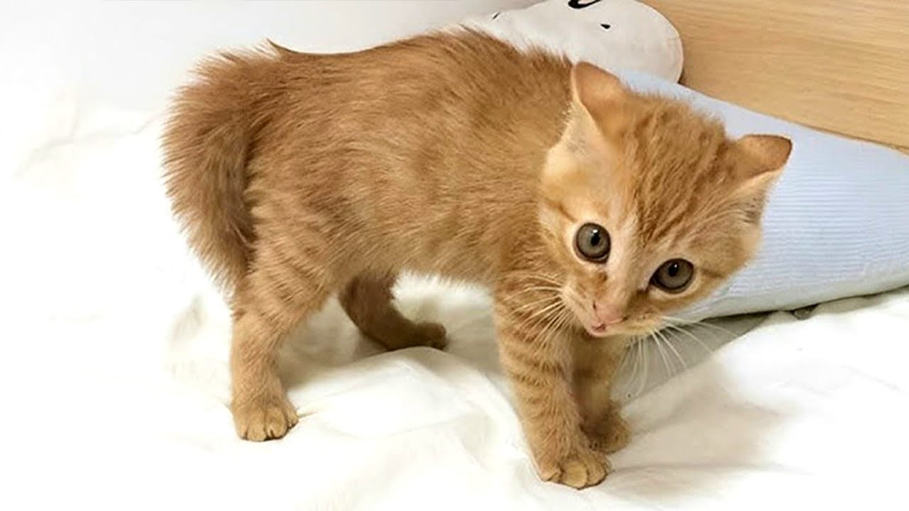 When Kittens Are Being Total Little Humans 😂 Funny Cats and Human