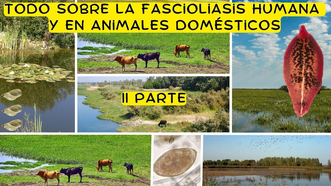 Fasciola hepatica y Fascioliasis - una zoonosis parasitaria reemergente de gran impacto - II Parte