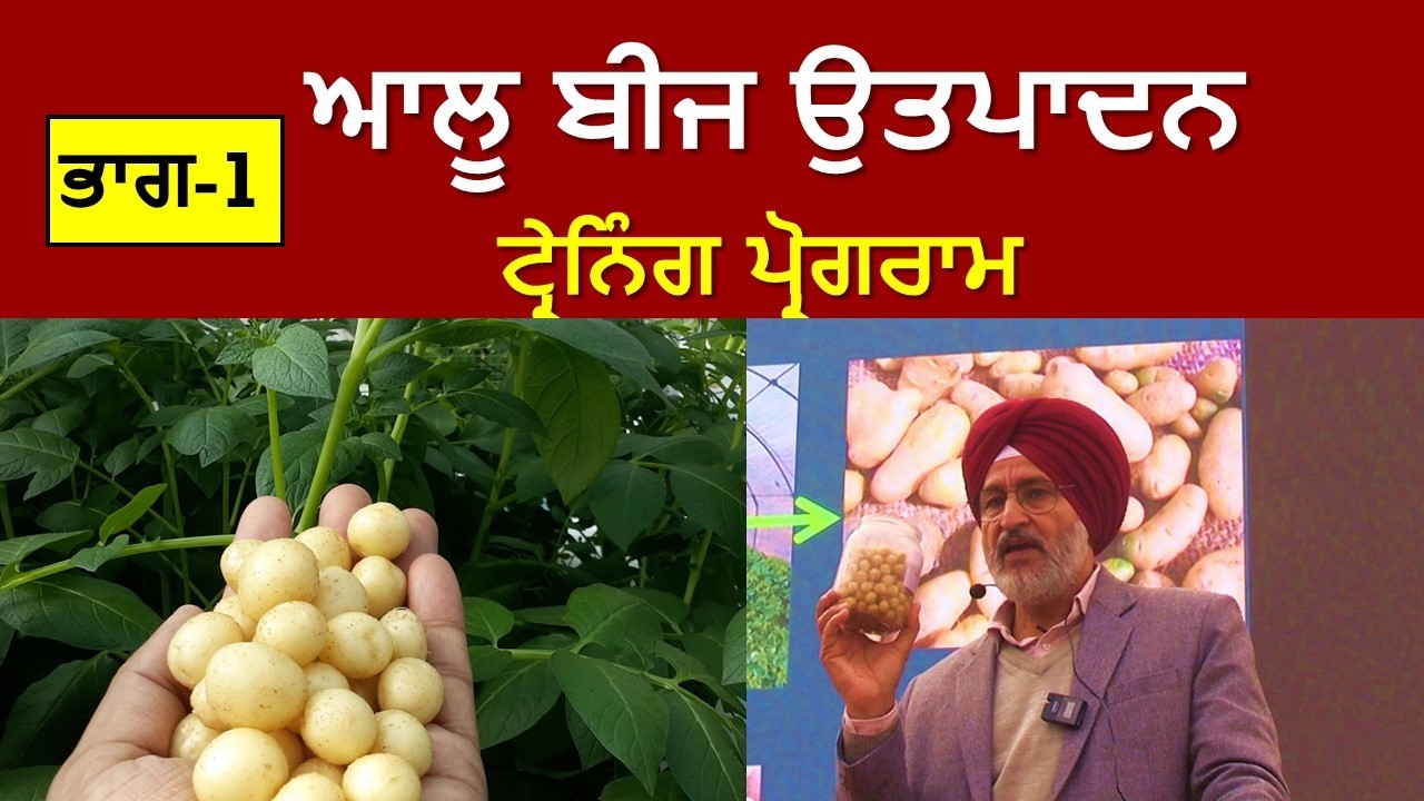 103-1  ਆਲੂ ਬੀਜ ਉਤਪਾਦਨ ਟ੍ਰੇਨਿੰਗ  (ਪਿੰਡ ਦੌਧਰ )-– ਭਾਗ 1