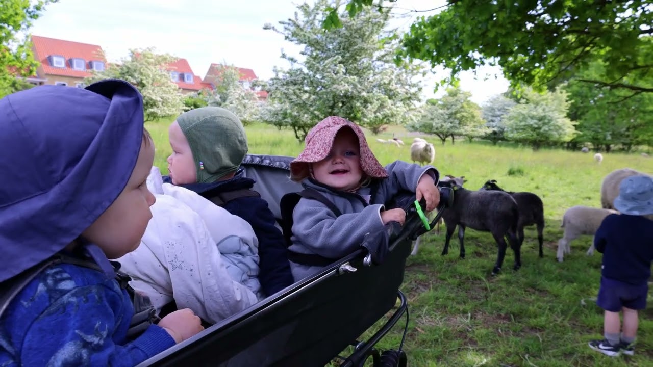 2023 Maj   Får i Ermelunden