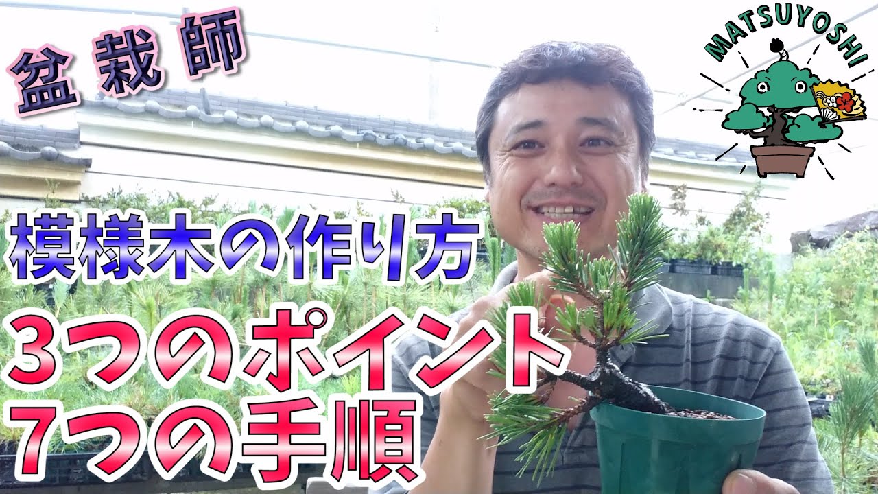 【鉄板テンプレート紹介】模様木の作り方【10の法則】小品盆栽　ミニ盆栽　黒松千寿丸初心者盆栽お手入れ講座