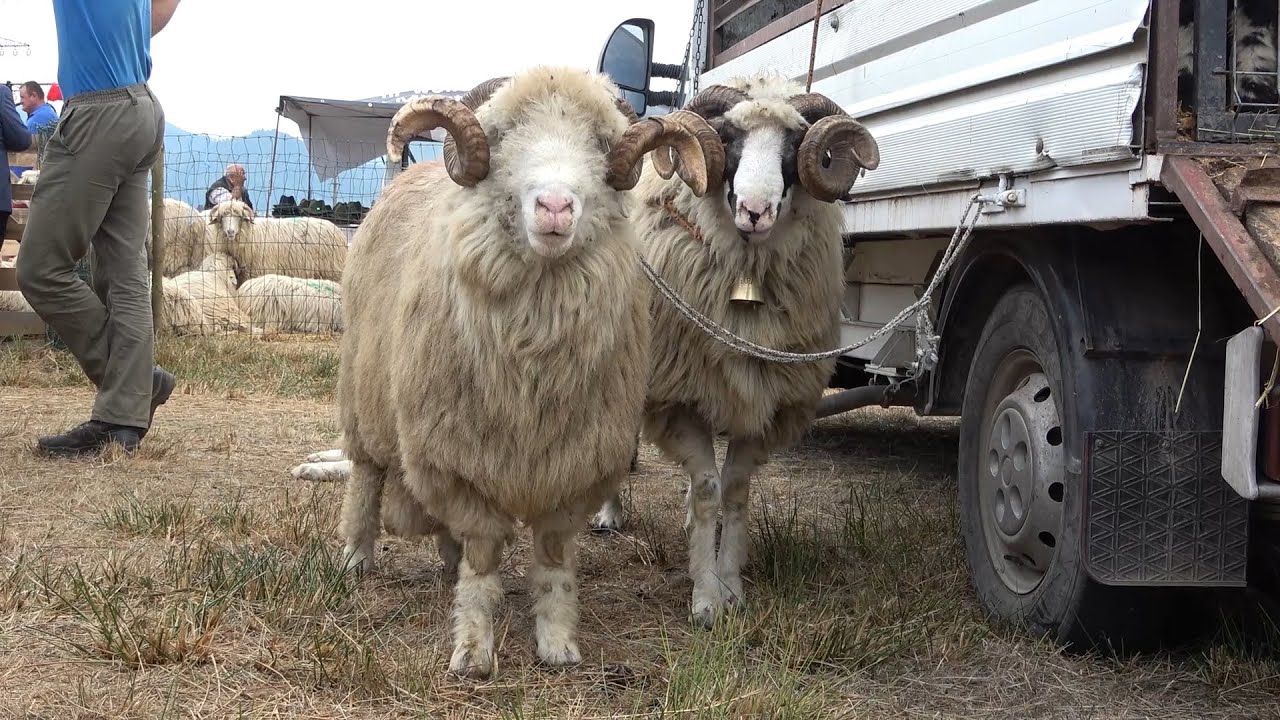 Targ expozitional de Berbeci, Maramures 29 August 2022 Nou!!!