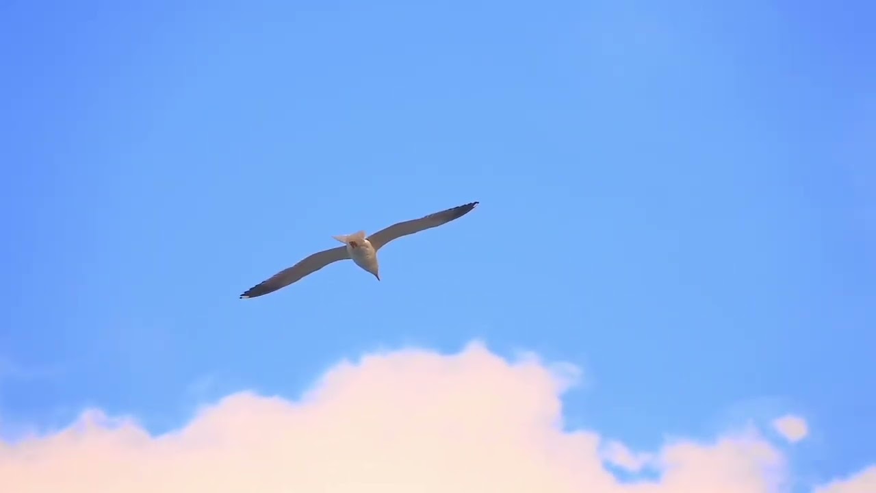 Wings Upon the Air