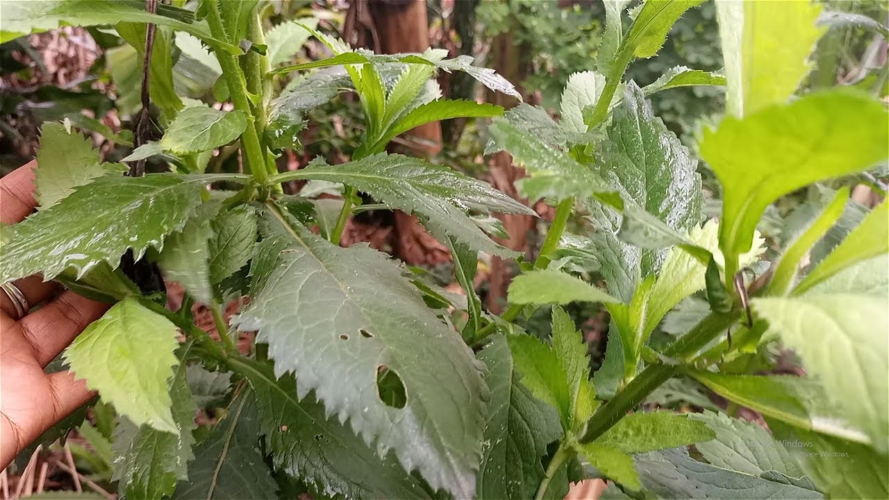 Edagala Lilino Baliyita OMUZIKIZA Obadde Okimanyi Nti Muzikiza Bwati Bwafanana