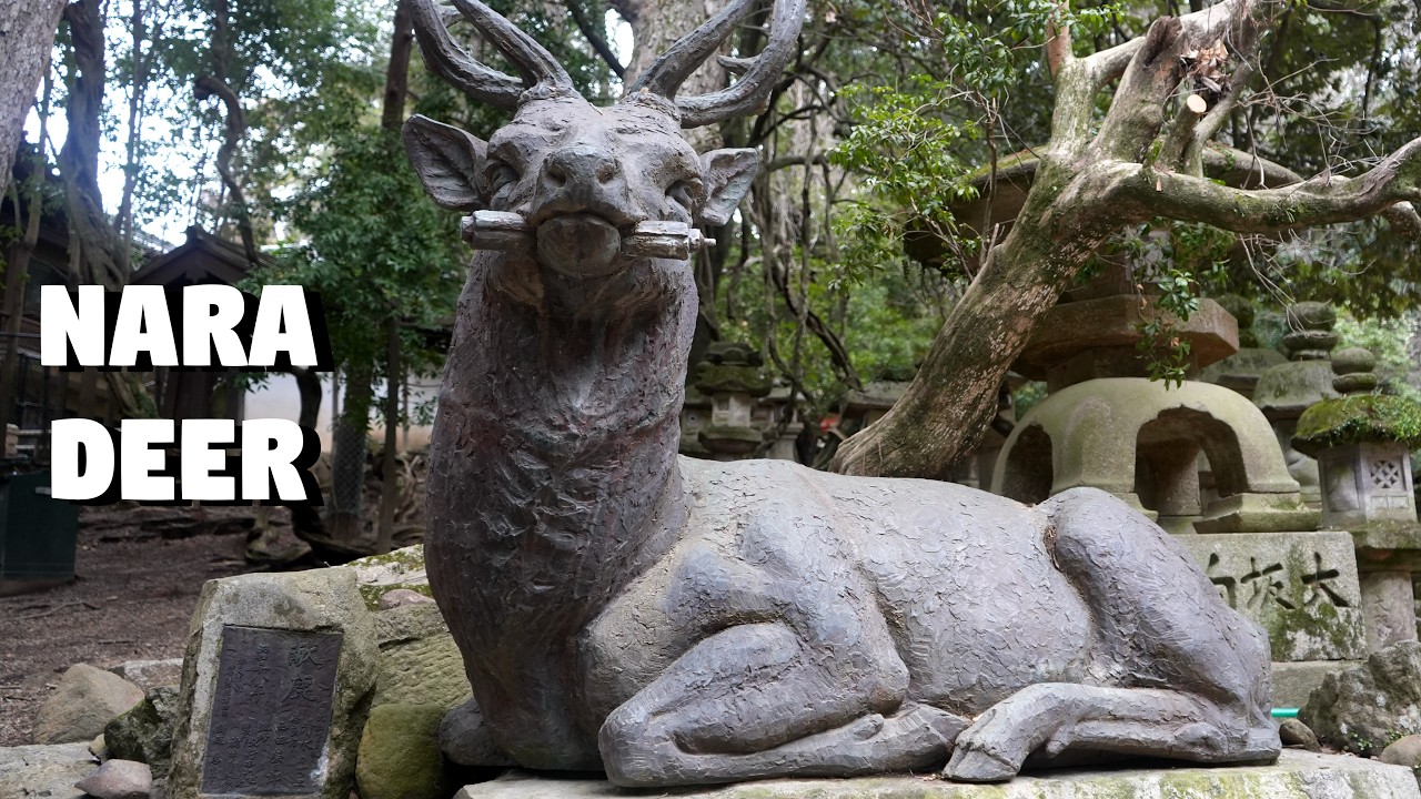 Nara Deer March 2026