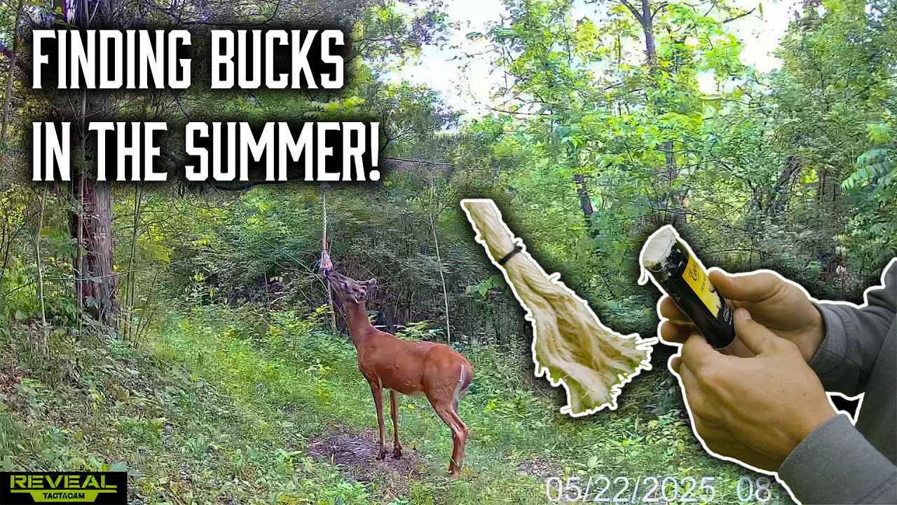 Setting Up Rope Scrapes to Monitor Bucks