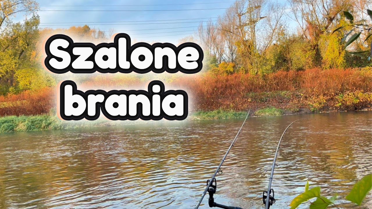 Rzeka, feeder i agresywne klenie! Zobacz te hole!