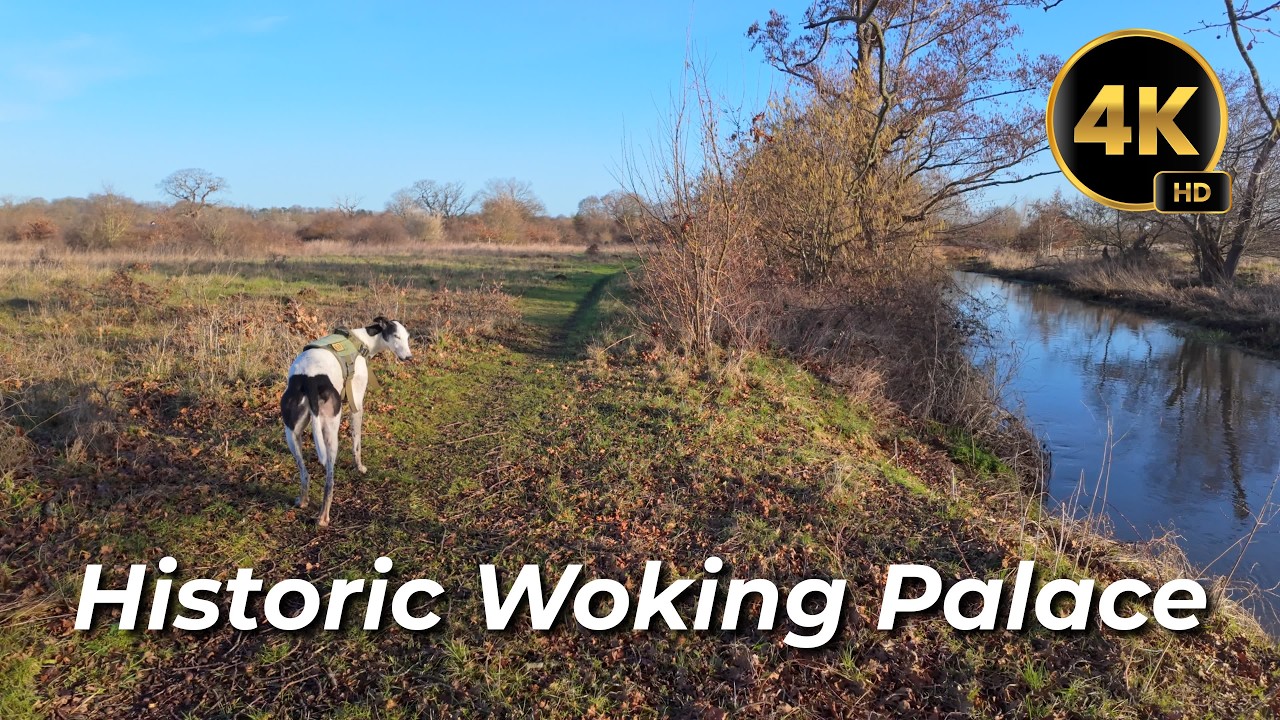 Relaxing Dog Walk with Snowy | Historic Woking Palace | Surrey | 4K Scenic Walk