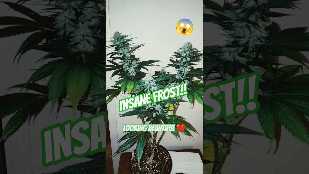 5 Different Strains In New AC INFINITY Tent😱 Unbelievable Frost! #cbd #legalhemp