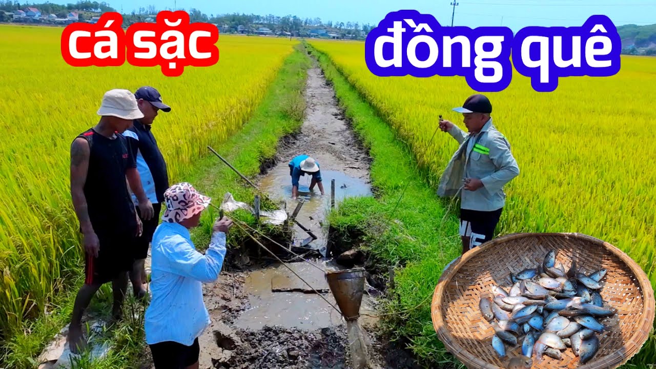 Vác Cái Gàu Tát Nước Huyền Thoại Đi Bắt Cá SẶC Làm Bữa Cơm Đậm Chất Đồng Quê | Son Duoc Vlog 192