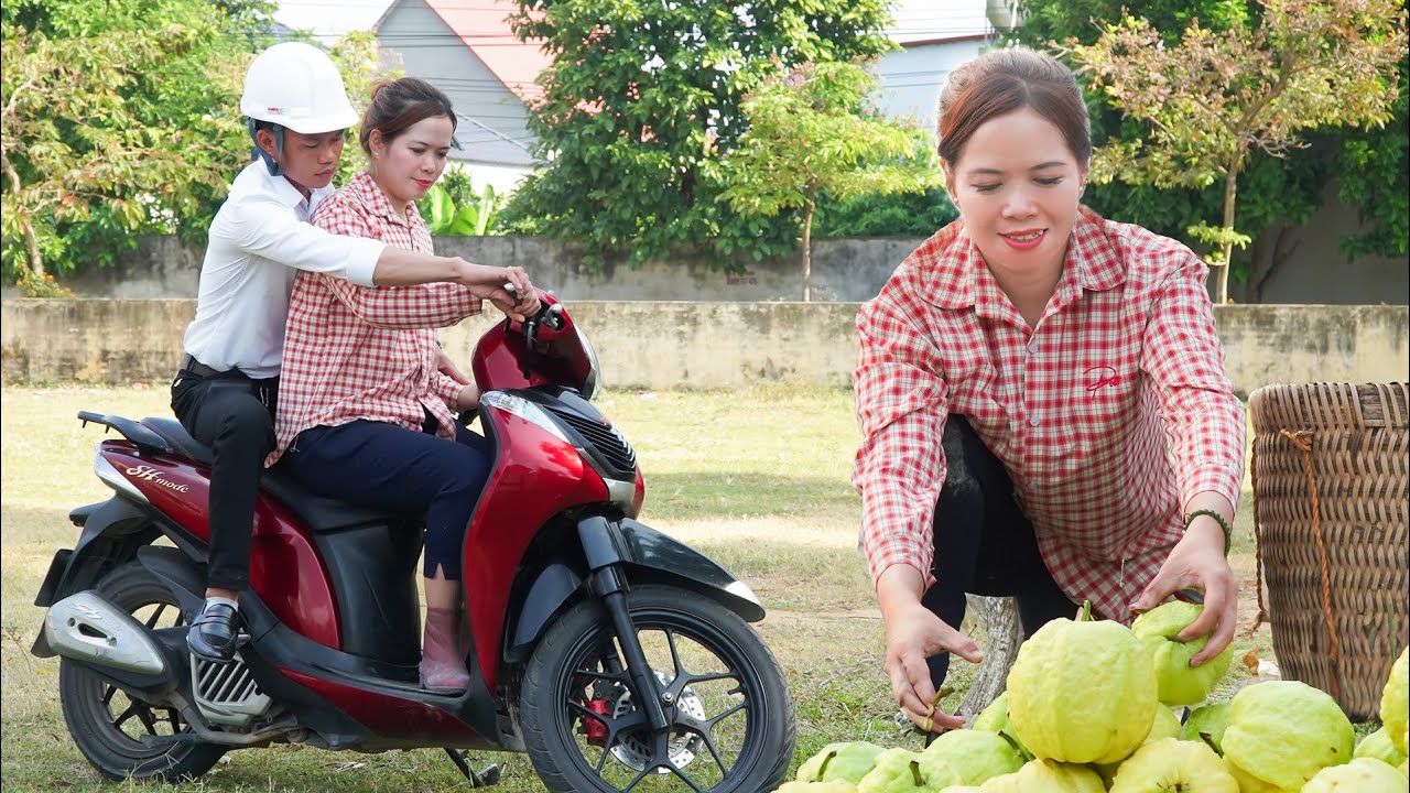 Dedicated Engineer Helps Tu Lien Learn To Drive - The Joy Of Harvesting Guava For Sale! | Lý Tử Liên