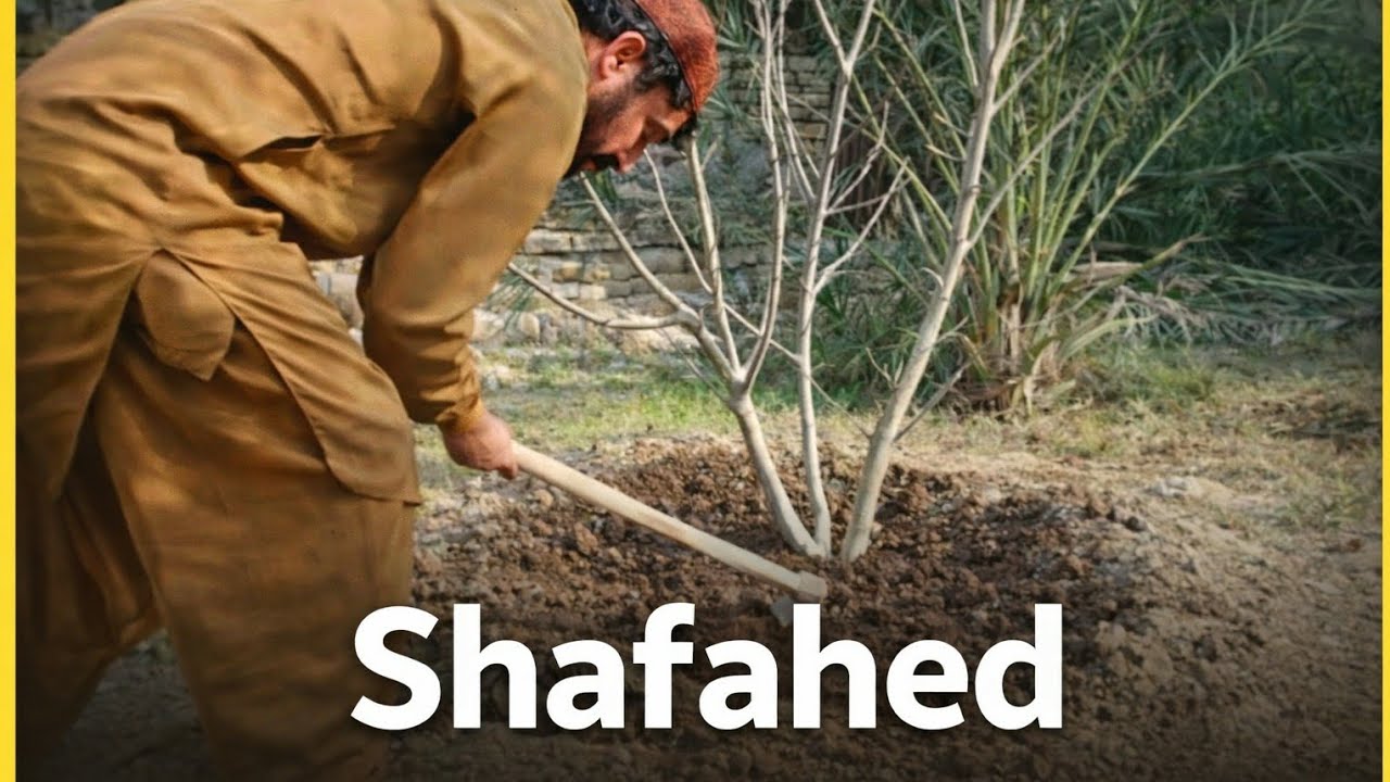 Shafahed Fig Tree Care | How to Grow Healthy Fig Trees Naturally
