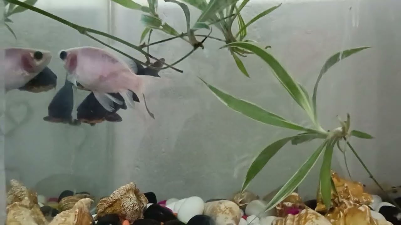 Pavithram/28/1/26/ശ്രീകാന്തിനെ ചുരുട്ടി കൂട്ടി വേദ, ഒടുവിൽ അത് സംഭവിക്കുന്നു.