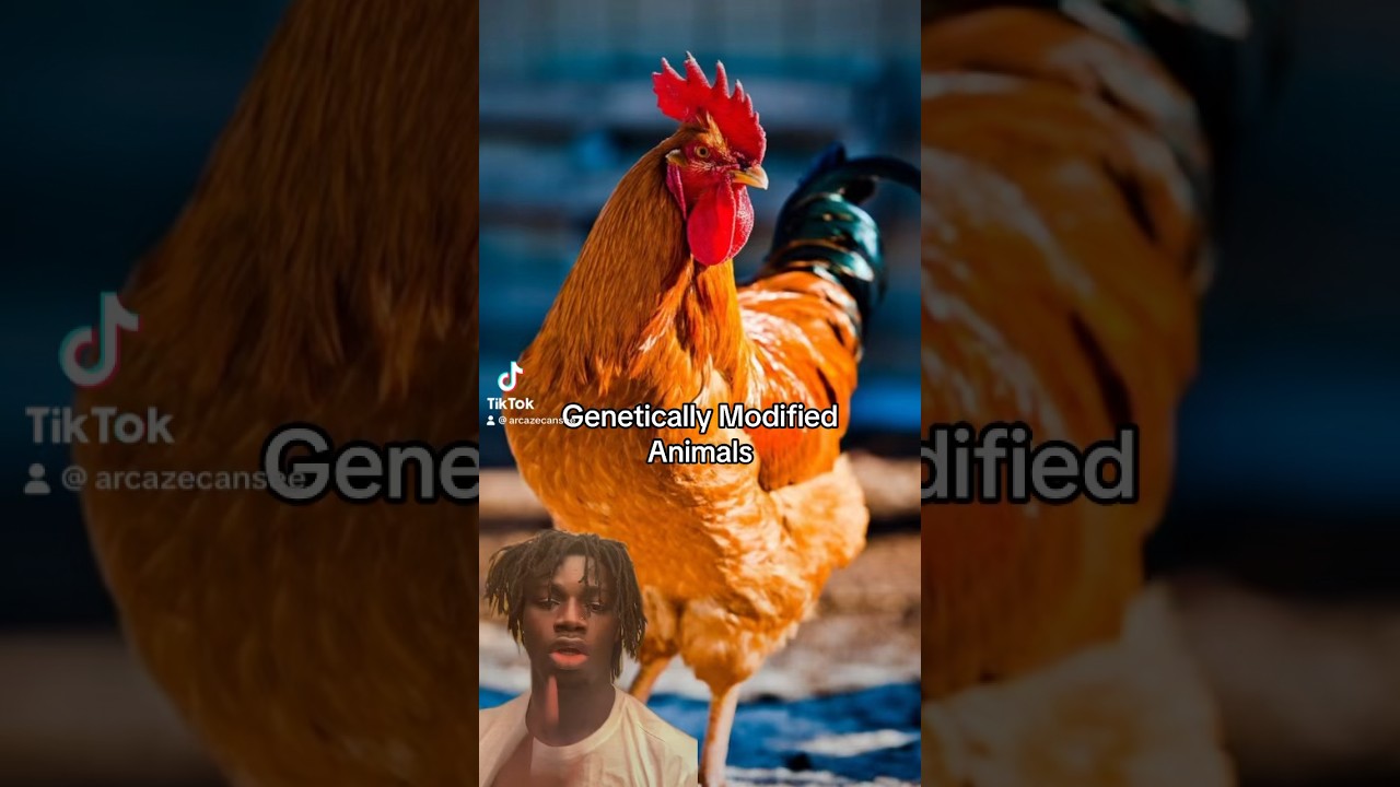 Genetically Modified Animals 🐓🐶🐀❌￼🤦🏾&zwj;♂️