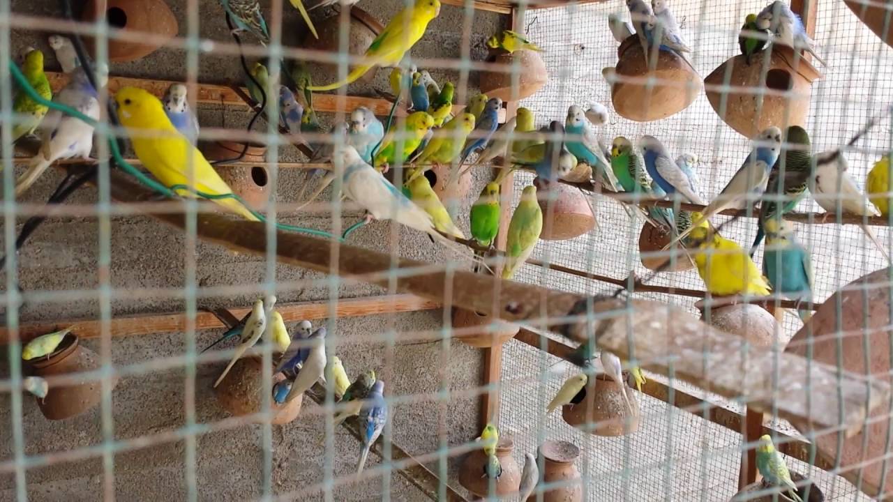Budgies Parrots colony ki progress bache aur eggs in urdu/Hindi.