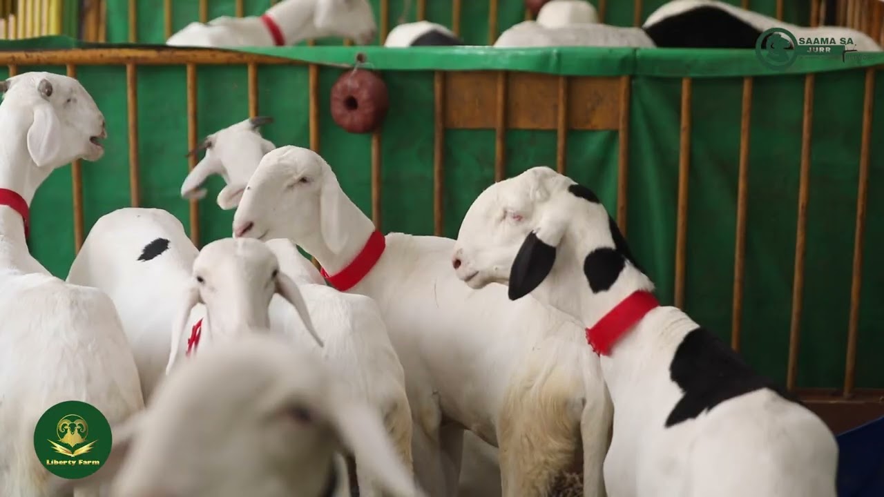 SAMMA SA JURR Network exclusive media coverage Livestock Trade Fair in Ziguinchor, Senegal,
