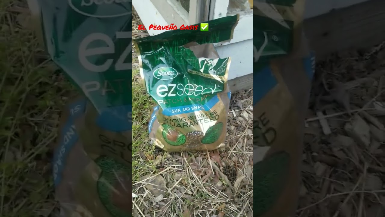 &iquest;c&oacute;mo PLANTAR semillas de PASTO, c&eacute;sped o GRAMA? 🌱
