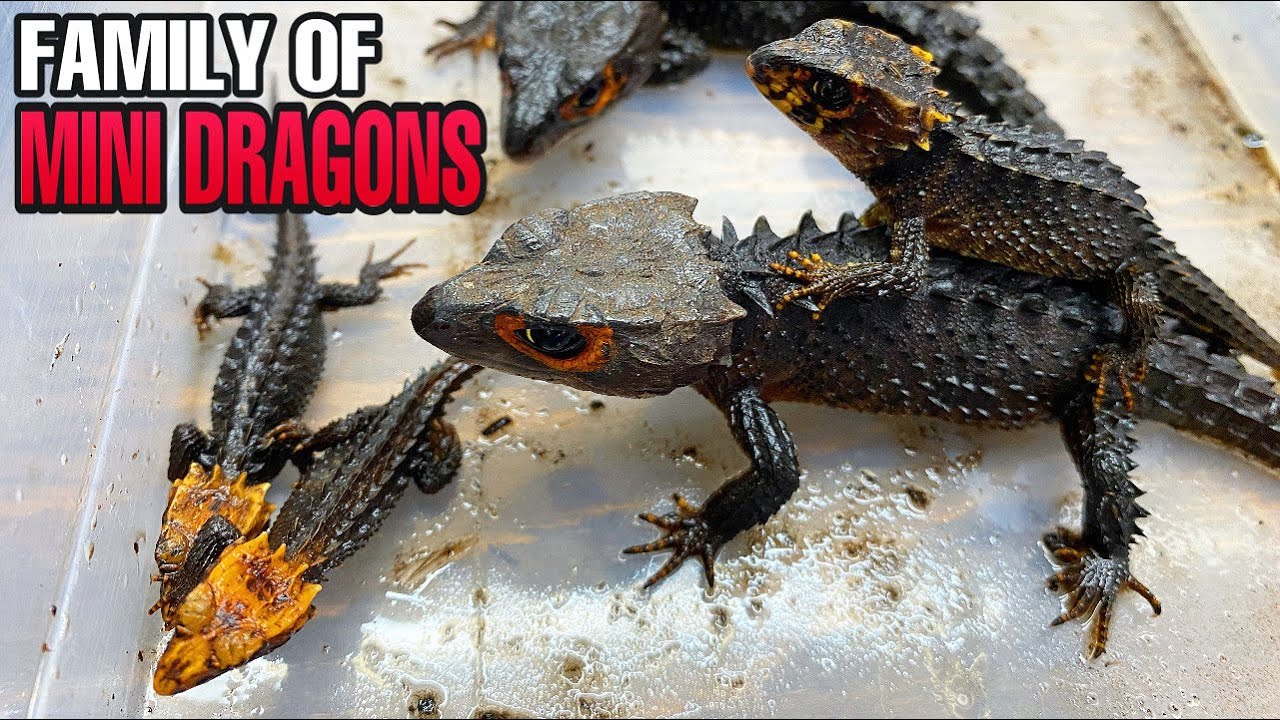 MY MINI DRAGON FAMILY IS GROWING! Red-Eyed Crocodile Skinks