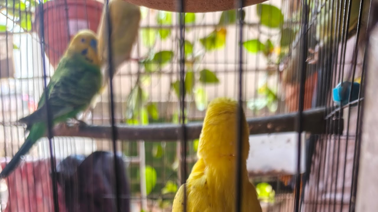লাইভে আমার বাজিগার পাখিগুলো দেখুন 🐦