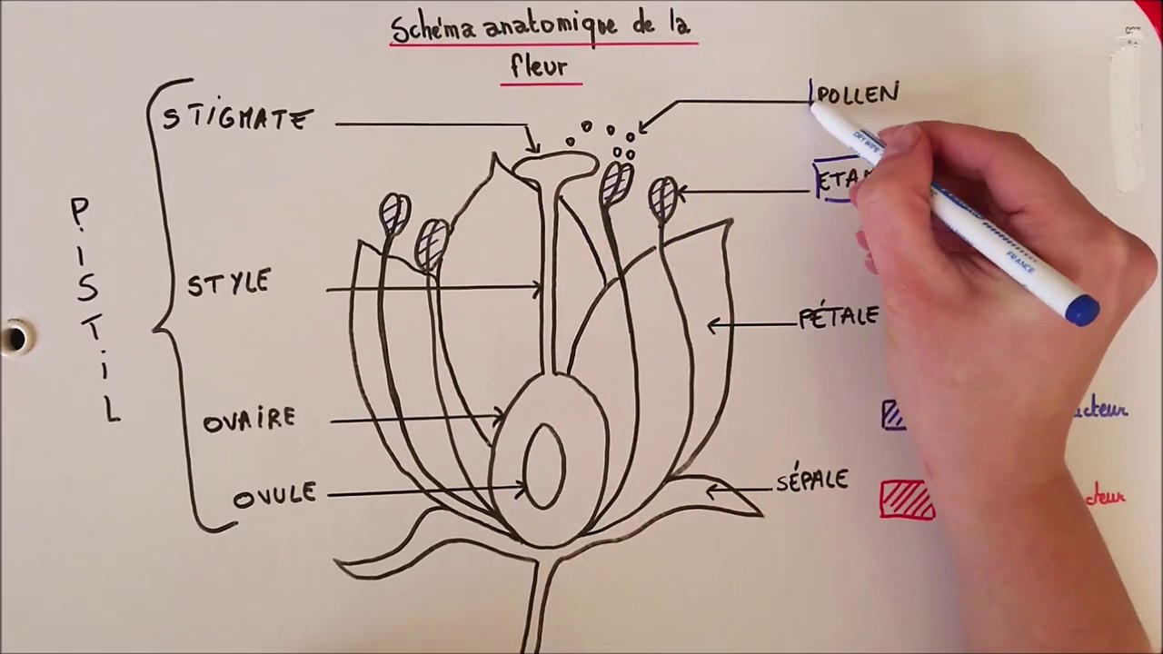De la fleur au fruit